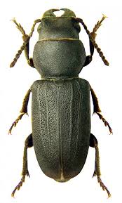 Attēlu rezultāti vaicājumam “Spondylis buprestoides”