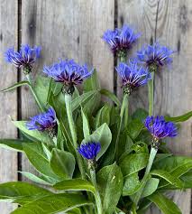 Attēlu rezultāti vaicājumam “Centaurea”