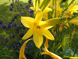 Attēlu rezultāti vaicājumam “Hemerocallis lilioasphodelus”