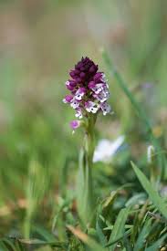 Attēlu rezultāti vaicājumam “Orchis ustulata flower”