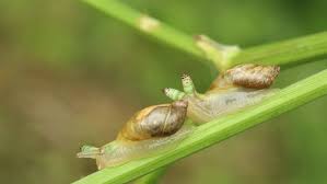 Attēlu rezultāti vaicājumam “Leucochloridium paradoxum larva”