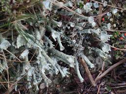 Attēlu rezultāti vaicājumam “Cladonia stygia”