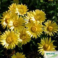 Image result for Buphthalmum salicifolium