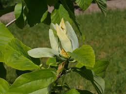 Attēlu rezultāti vaicājumam “Magnolia acuminata flower”