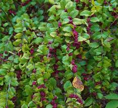 Attēlu rezultāti vaicājumam “Symphoricarpos x chenaultii”