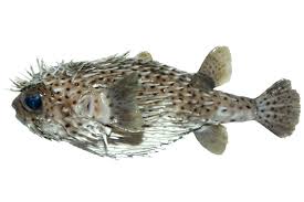 Image result for Diodon hystrix