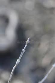 Attēlu rezultāti vaicājumam “Lonicera xylosteum bud”