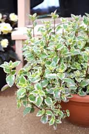 Image result for Alonsoa liniflora