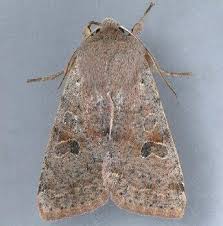 Attēlu rezultāti vaicājumam “Orthosia miniosa imago”