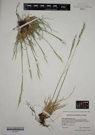 Attēlu rezultāti vaicājumam “Helictotrichon pratense”