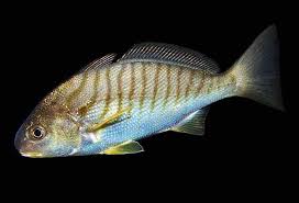 Image result for Leiostomus xanthurus