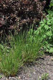 Attēlu rezultāti vaicājumam “Juncus nastanthus”