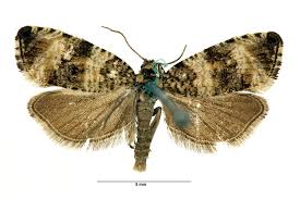 Attēlu rezultāti vaicājumam “Celypha siderana”