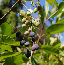 Attēlu rezultāti vaicājumam “Chionanthus virginicus leaf”