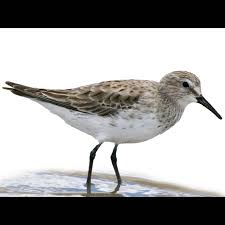 Attēlu rezultāti vaicājumam “Calidris falcinellus adult”
