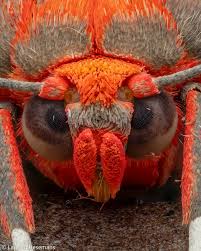 Attēlu rezultāti vaicājumam “Meloe sp. imago”