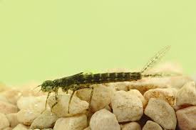 Attēlu rezultāti vaicājumam “Ischnura pumilio”