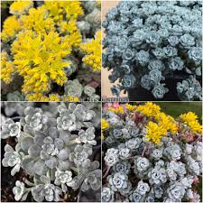 Attēlu rezultāti vaicājumam “Sedum pallidum flower”