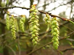 Attēlu rezultāti vaicājumam “Carpinus betulus female flower”