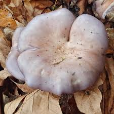 Attēlu rezultāti vaicājumam “Lepista nuda”