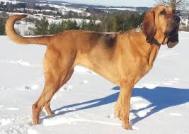 Image result for Carlisle BloodHounds