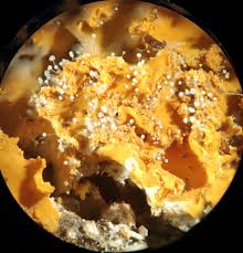 Attēlu rezultāti vaicājumam “Craterium minutum young”