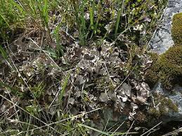 Attēlu rezultāti vaicājumam “Peltigera canina”