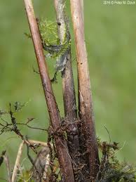 Attēlu rezultāti vaicājumam “Diderma tigrinum stalked”