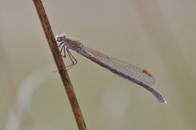 Attēlu rezultāti vaicājumam “Sympecma paedisca”