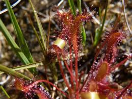 Attēlu rezultāti vaicājumam “Drosera anglica fruit”