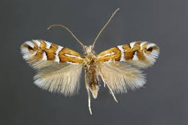 Attēlu rezultāti vaicājumam “Phyllonorycter sp.”