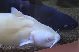 Image result for Ictalurus punctatus