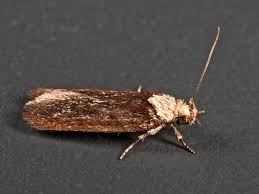 Attēlu rezultāti vaicājumam “Depressaria depressana”