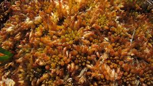 Attēlu rezultāti vaicājumam “Sphagnum austinii”