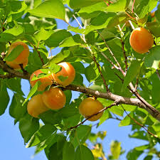 Attēlu rezultāti vaicājumam “Prunus armeniaca”