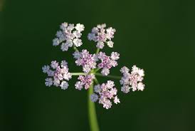 Attēlu rezultāti vaicājumam “Torilis japonica”
