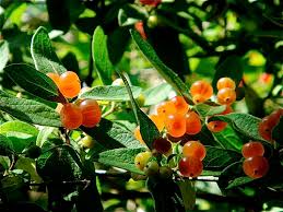 Attēlu rezultāti vaicājumam “Lonicera tatarica fruit”