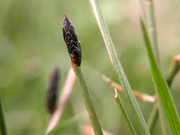Attēlu rezultāti vaicājumam “Eleocharis uniglumis fruit”
