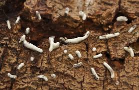 Attēlu rezultāti vaicājumam “Physarum bitectum”