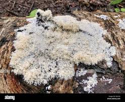 Attēlu rezultāti vaicājumam “Brefeldia maxima macro”