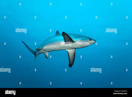 Image result for Alopias vulpinus