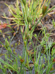 Attēlu rezultāti vaicājumam “Juncus bufonius fruit”