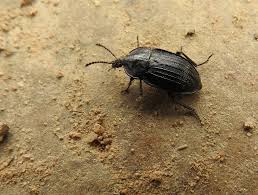 Attēlu rezultāti vaicājumam “Silpha sp.”