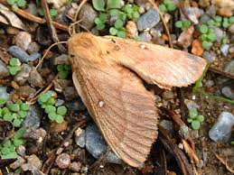 Attēlu rezultāti vaicājumam “Lasiocampa trifolii male”