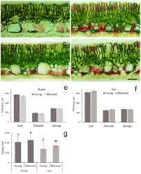 Attēlu rezultāti vaicājumam “Hydrocharis morsus-ranae leaf”