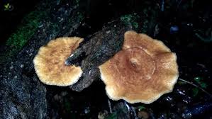 Attēlu rezultāti vaicājumam “Polyporus tuberaster”