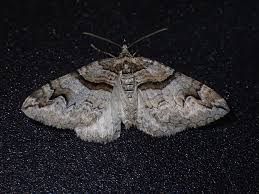 Attēlu rezultāti vaicājumam “Pareulype berberata”