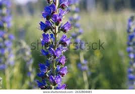 Attēlu rezultāti vaicājumam “Echium vulgare bud”