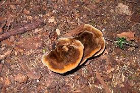 Attēlu rezultāti vaicājumam “Onnia triquetra”