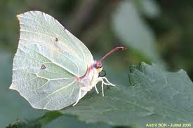 Attēlu rezultāti vaicājumam “Gonepteryx rhamni”